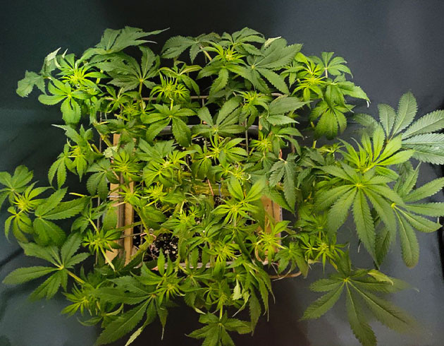 Последняя дефолиация куста Glue Sherbert