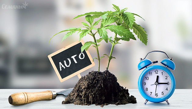 Как вырастить автоцветущий сорт конопли