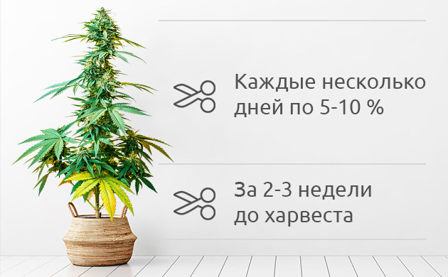 Когда можно обрезать шишки конопли