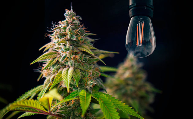 Конопля в темноте