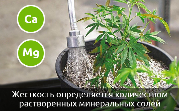 Влияние жесткой воды на марихуану
