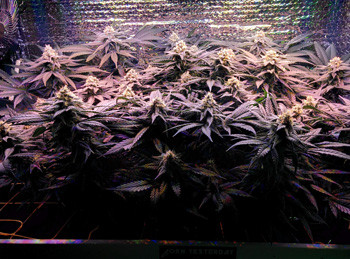 Развитие куста Fruit Punch fem на 89 день выращивания