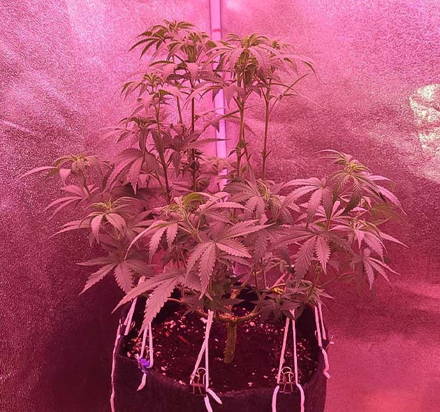 Формирование соцветий у марихуаны