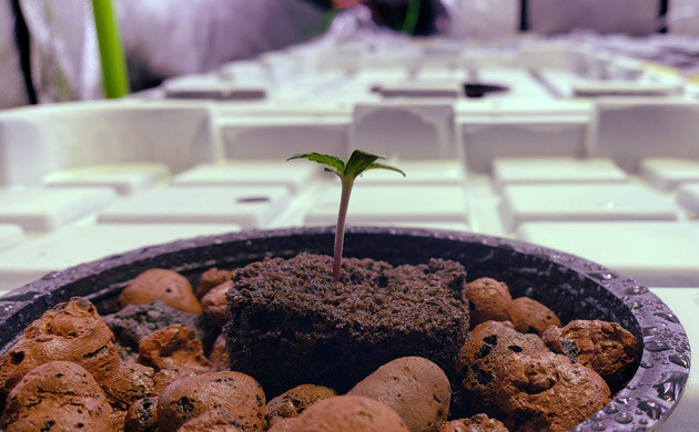 Первая неделя вегетации Росток LSD Auto