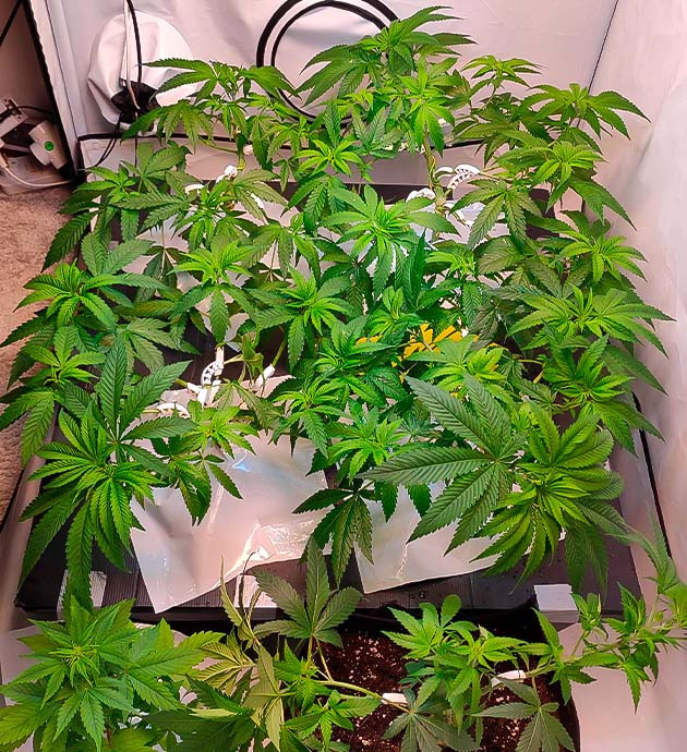 Конопля после дефолиации Активно растущий куст сорта Gelato