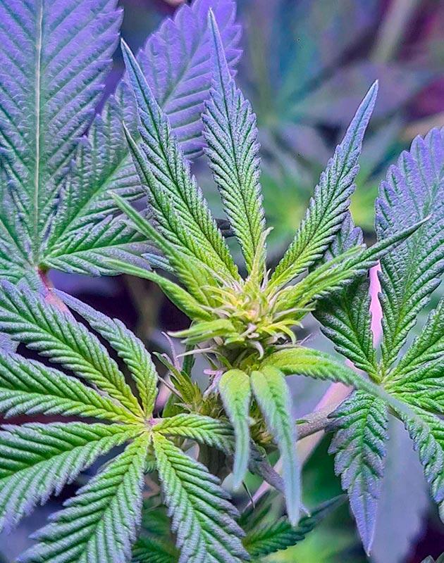 Конопля Tropicana Cookies FF с первыми белыми пестиками на старте цветения