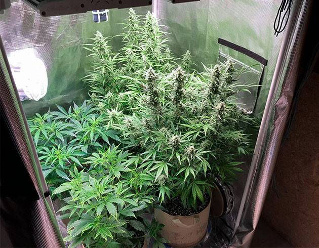 Набор массы шишек на 7 и 8 неделе Кусты конопли одинакового роста