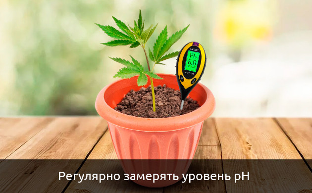 pH почвы для правильного выращивания автоцветов