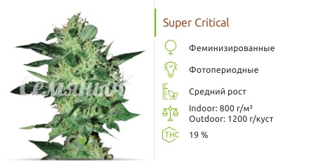 Super Critical от Green House Seeds