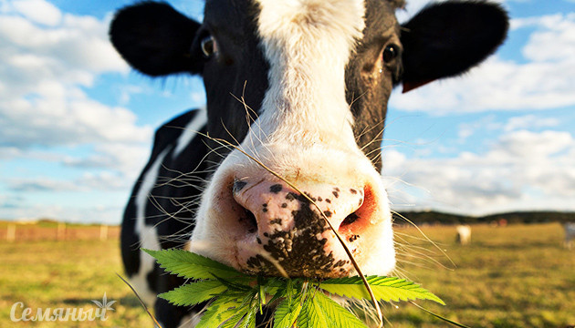 Органический навоз