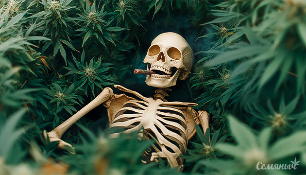 Убийственные сорта конопли