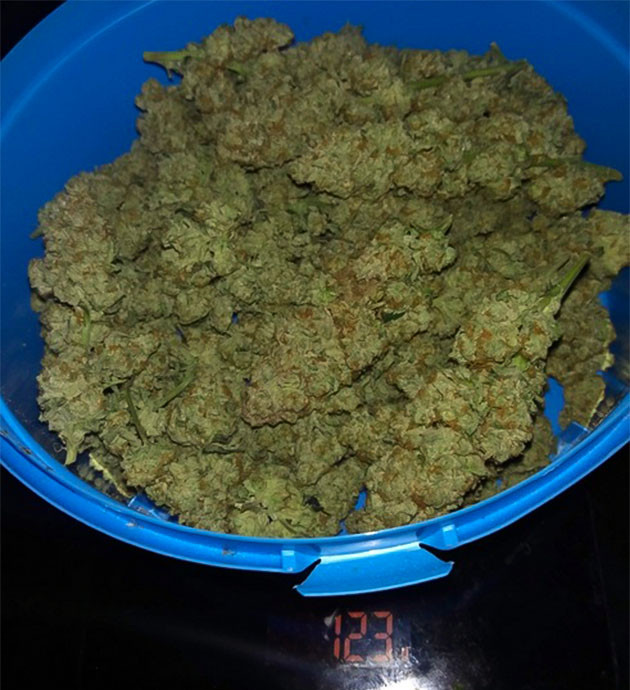 Сбор урожая Wedding Gelato