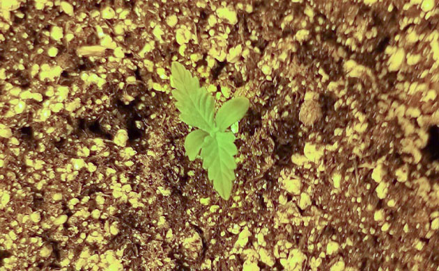 Развитие на первой неделе выращивания Формирование первых пары листьев