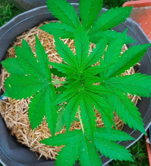 Наращивание зеленой массы