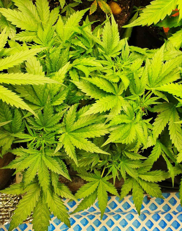 Начало цветения конопли Внешний вид куста № 3