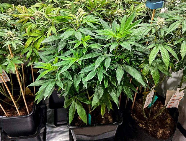 Перевод на стадию цветения Куст Marshmallow OG от Compound Genetics ростом 59 см