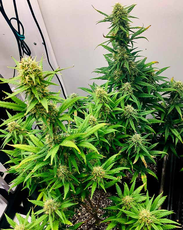 8 неделя выращивания конопли