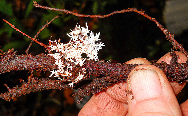 Микоризные грибы: симбиотические помощники каннабиса Роль микоризных грибов в питании каннабиса