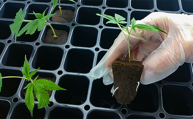 Образование корней у черенков каннабиса