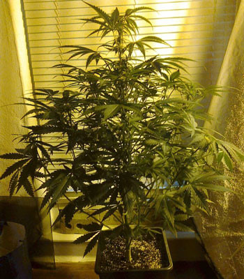 Размер куста Black Jack Auto на стадии цветения Цветущий куст Black Jack Auto