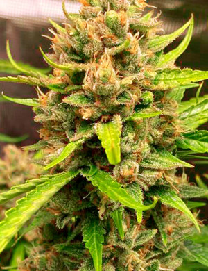 Молочные трихомы на шишках