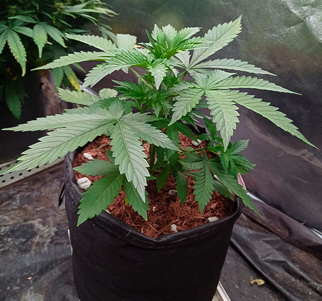 Проращивание White Widow Auto Проращивание семян конопли White Widow Auto