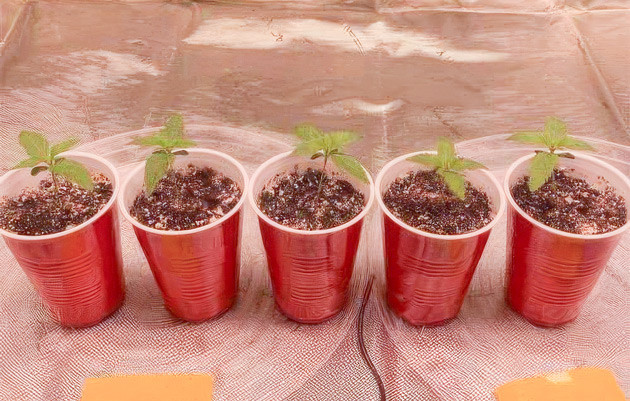 Конопля на 2 неделе выращивания