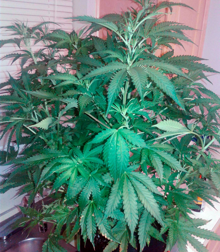 Четыре колы на кусте марихуаны Scout Cookies auto