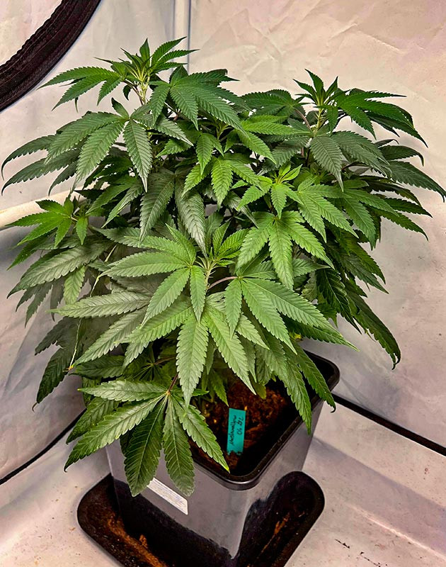 Регулярный полив и подкормка каннабиса Куст Marshmallow OG на 11 неделе выращивания