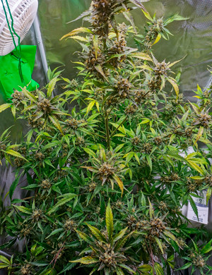 Созревший куст Zkittlez auto