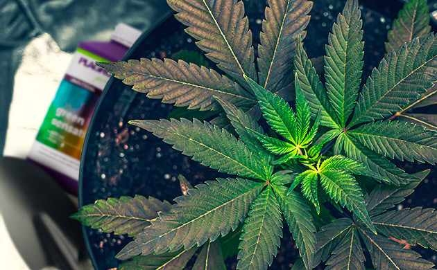 Преимущества феминизированных семян Индики Повышенная живучесть Индики