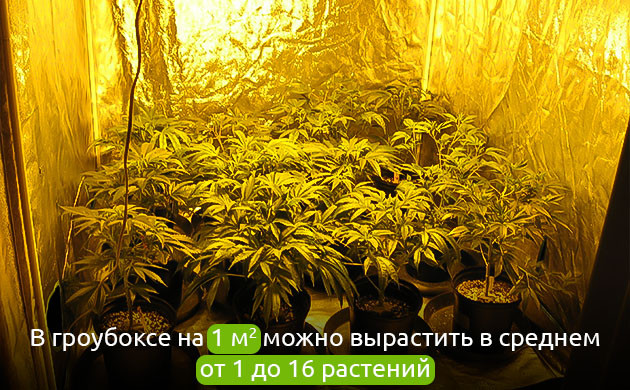 Индорная плотность посадки