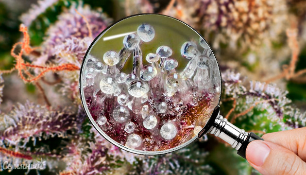 Трихомы марихуаны