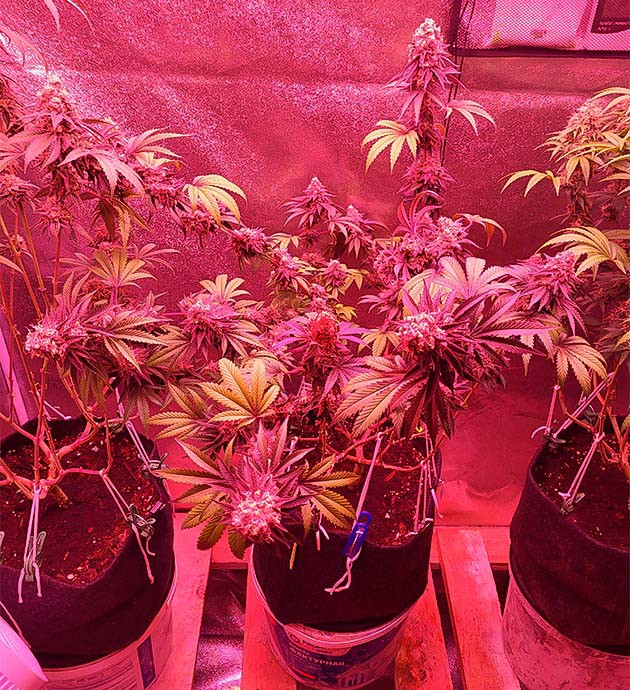 Образование трихом у каннабиса