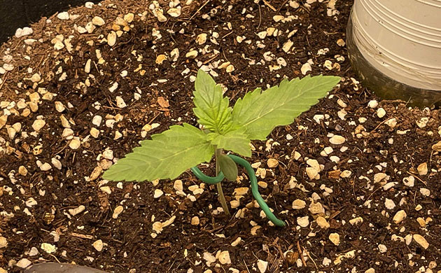 Появление первых листочков конопли
