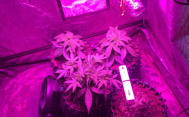 Куст конопли Auto White Widow fem на 3 неделе роста