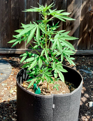 Активный рост куста на 5 неделе