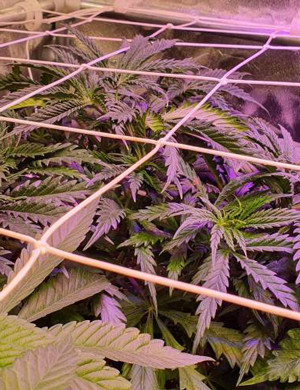 Натянутая сетка ScrOG над кустами