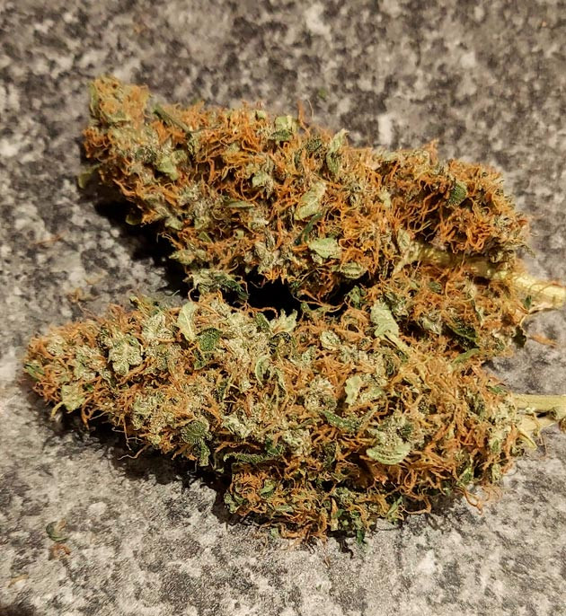 Собранные шишки конопли