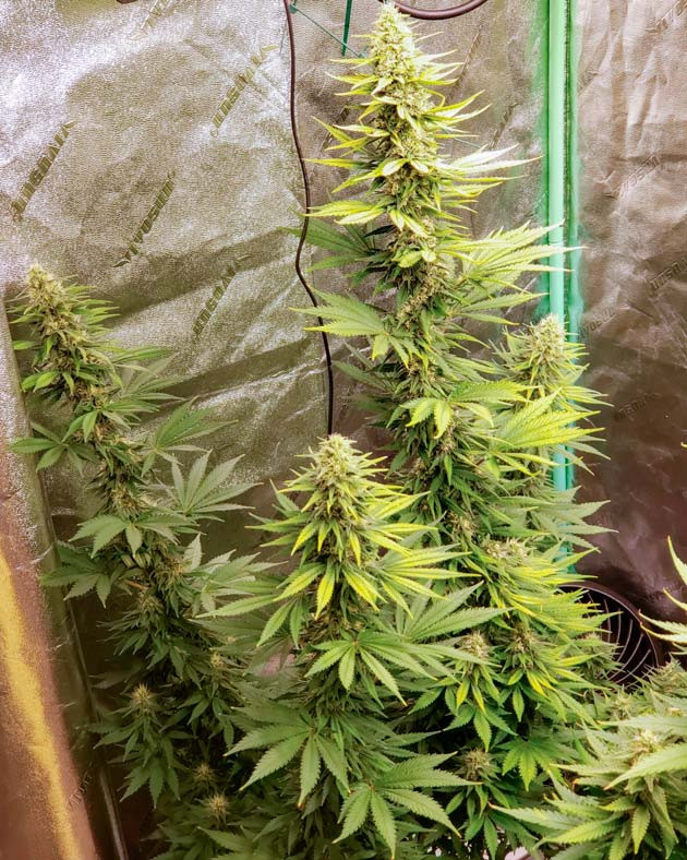 Куст Bruce Banner #3 от Herbies Seeds на 10 неделе
