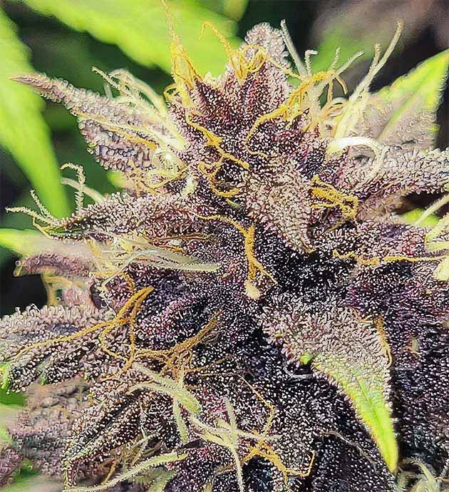 Развитие куста Purple Lemonade Auto на 8ой неделе Увеличение дозы удобрений