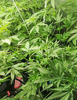 Куст ростом 110 см