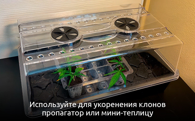 Поддержание условий для укоренения клонов