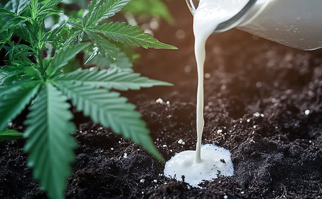 Кефир для конопли