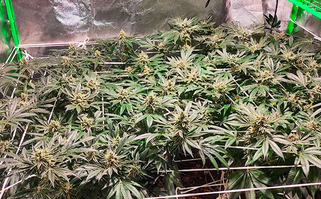 Неделя 14: два дня темноты два дня темноты перед харвестом Bubba Island Kush