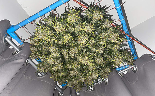 Срезанный куст на сушке под потолком