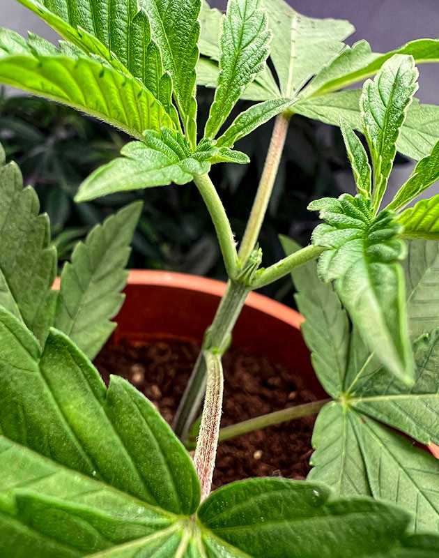 Проведение топпинга конопли Куст Marshmallow OG от Compound Genetics на 4 неделе