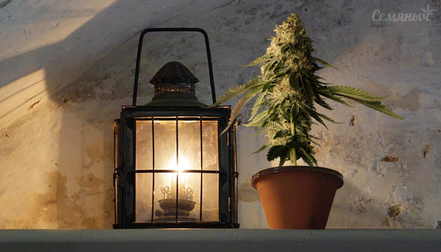 Подборка автоцветущих сортов конопли