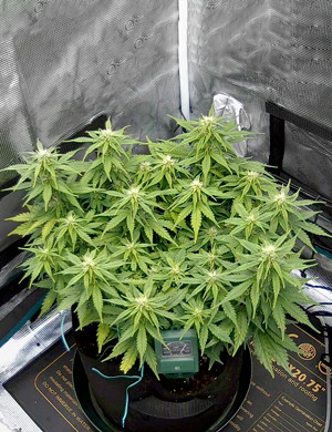 Куст с пожелтевшими листьями