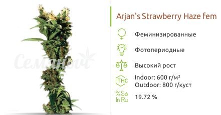 Arjan's Strawberry Haze fem от Green House Seeds